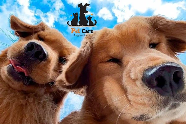 perawatan hewan peliharaan di rumah untuk menjaga kesehatan dan kenyamanan hewan